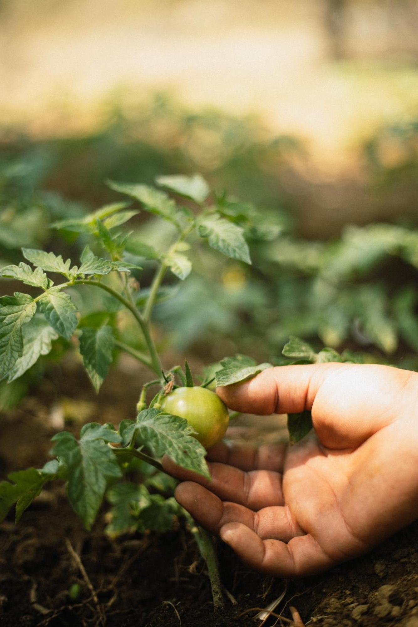 فندق Boho Garden Selimiye السليمية المظهر الخارجي الصورة